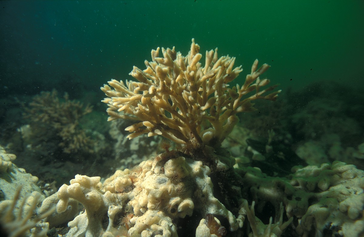 Haliclona oculata, Mermaids Glove